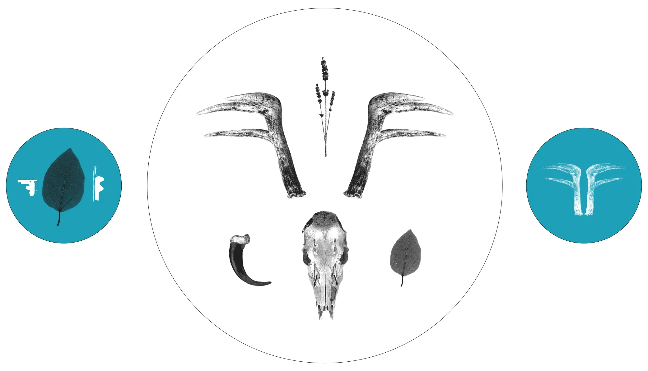 Flora Fauna merch design